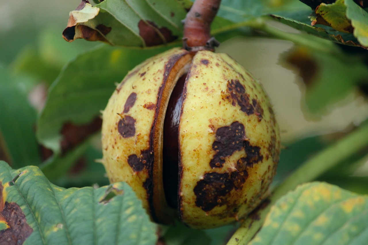 a close up of a fruit on a tree, by Robert Brackman, flickr, photo of poor condition, nut, osr, white with chocolate brown spots