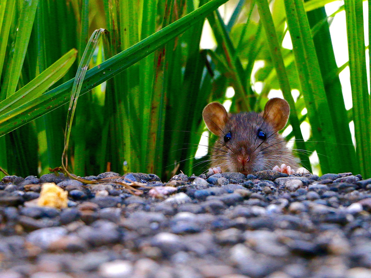 a mouse sitting on top of a pile of gravel, a picture, flickr, hiding in grass, outdoor photo, closeup photo, big clear eyes