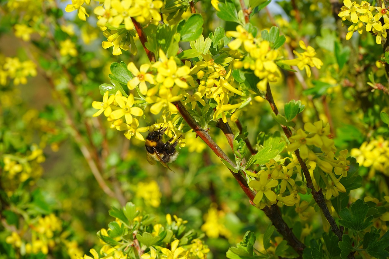 a bee sitting on top of a yellow flower, by Robert Brackman, hurufiyya, shrubbery, spring time, wearing gilded ribes, hedge