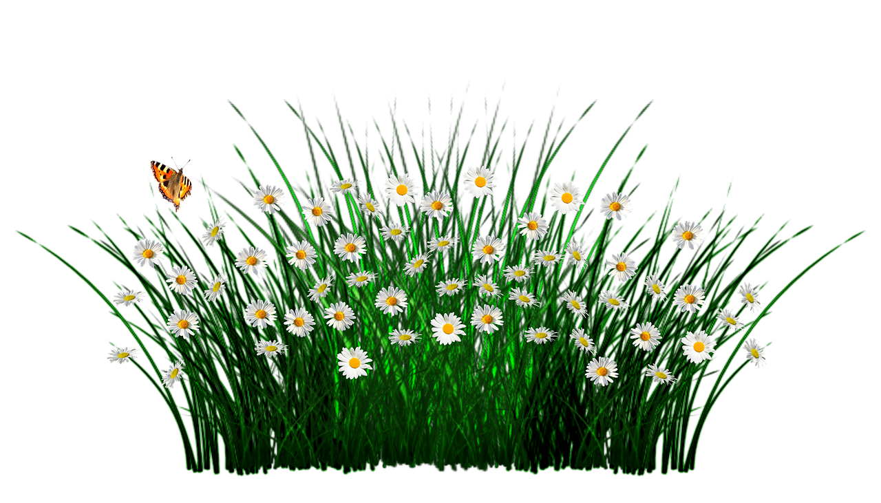 a field of daisies and a butterfly on a black background, a digital rendering, long thick grass, black backround. inkscape, flowerbeds, drawn with photoshop
