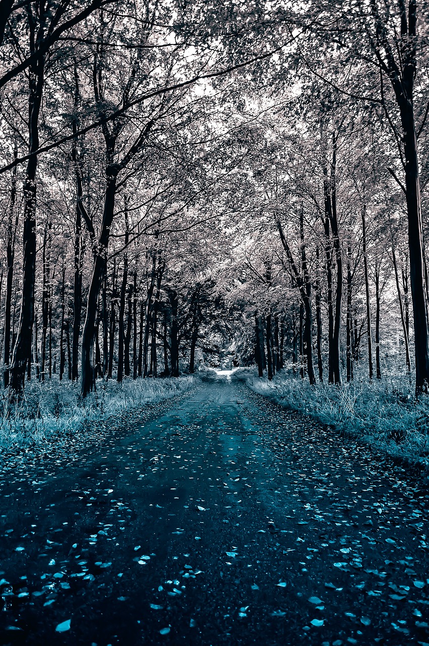 a black and white photo of a road surrounded by trees, a black and white photo, inspired by Louis Eilshemius, shutterstock, fine art, blue and cyan colors, in a corrupted forest, highly detailed saturated, false color