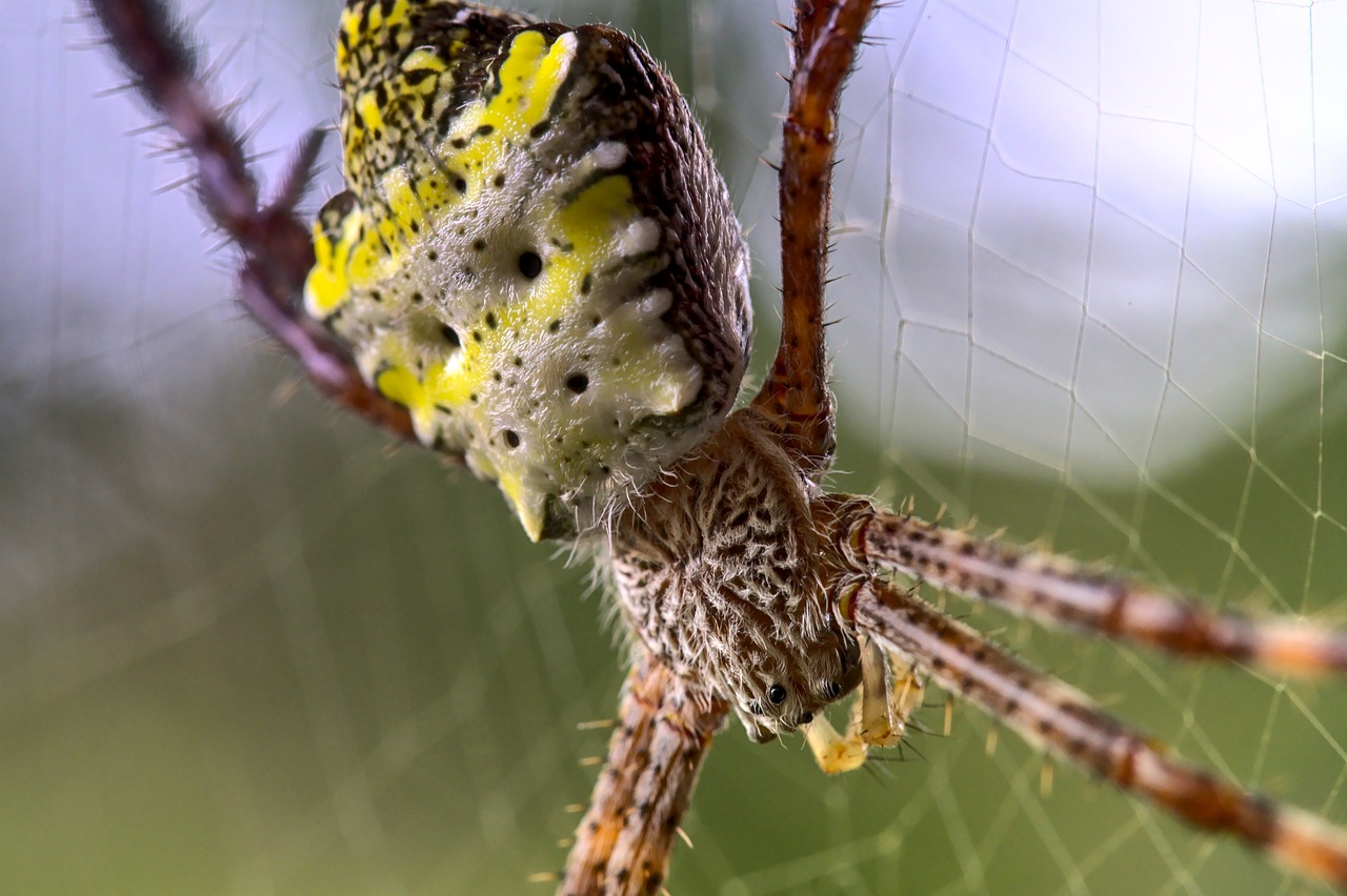 a close up of a spider on a web, by Robert Brackman, flickr, video still, close-up shot from behind, large yellow eyes, having a snack