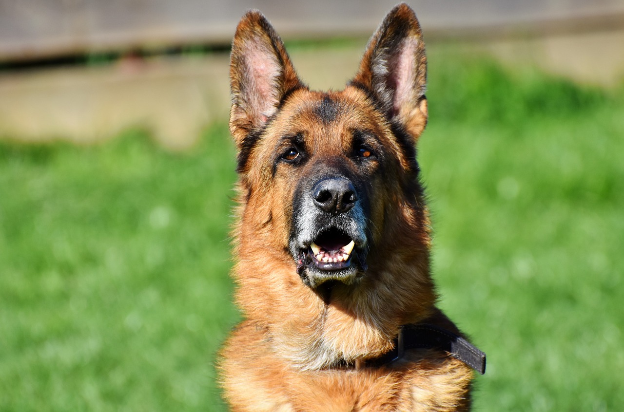 a large brown dog standing on top of a lush green field, a portrait, by Robert Zünd, shutterstock, german shepherd, closeup. mouth open, beautiful sunny day, charming expression gesicht