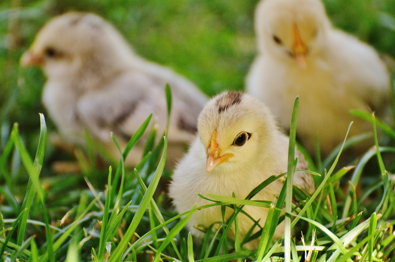 a couple of small chickens standing on top of a lush green field, flickr, laying down in the grass, trio, beautiful face!, just a cute little thing