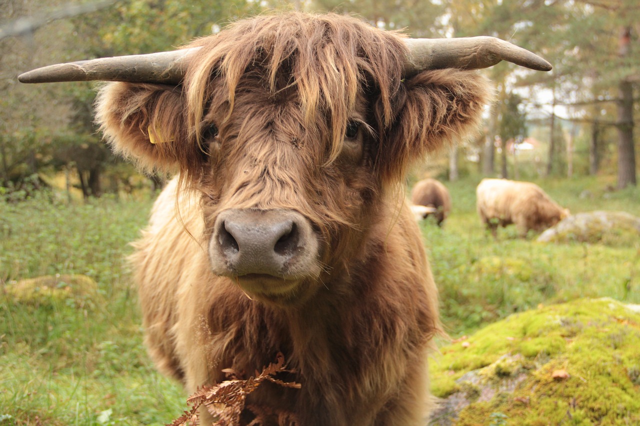 a brown cow standing on top of a lush green field, a picture, by Jesper Knudsen, pexels, romanticism, his hair is messy and unkempt, scottish style, fluffy face, mossy head