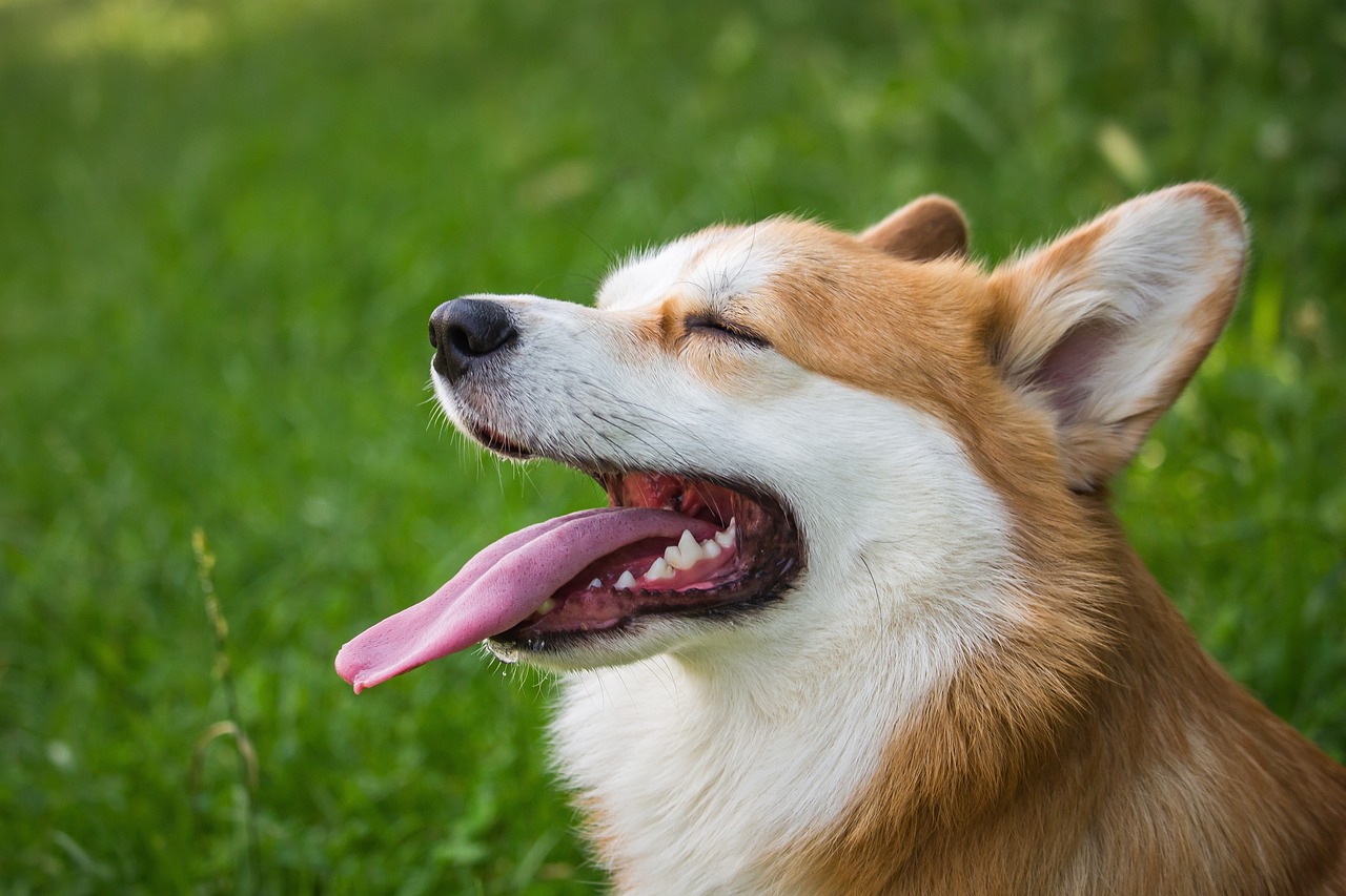 a brown and white dog sitting on top of a lush green field, a stock photo, by Niko Henrichon, shutterstock, closeup. mouth open, corgi, head bent back in laughter, close - up profile