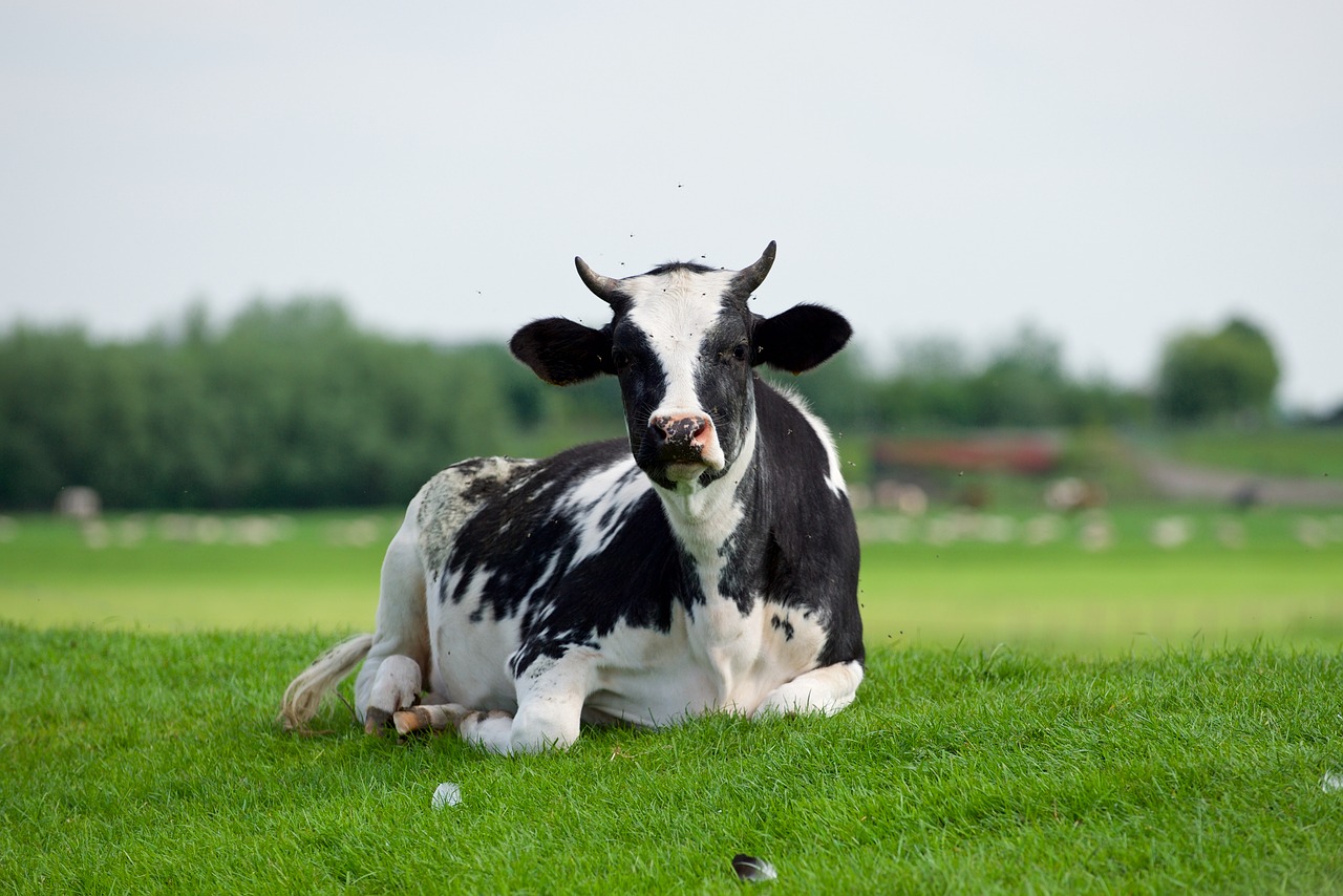 a black and white cow laying on top of a lush green field, a picture, by Abraham van Beijeren, shutterstock, very high resolution, milk - bath effect, sitting down casually, stock photo