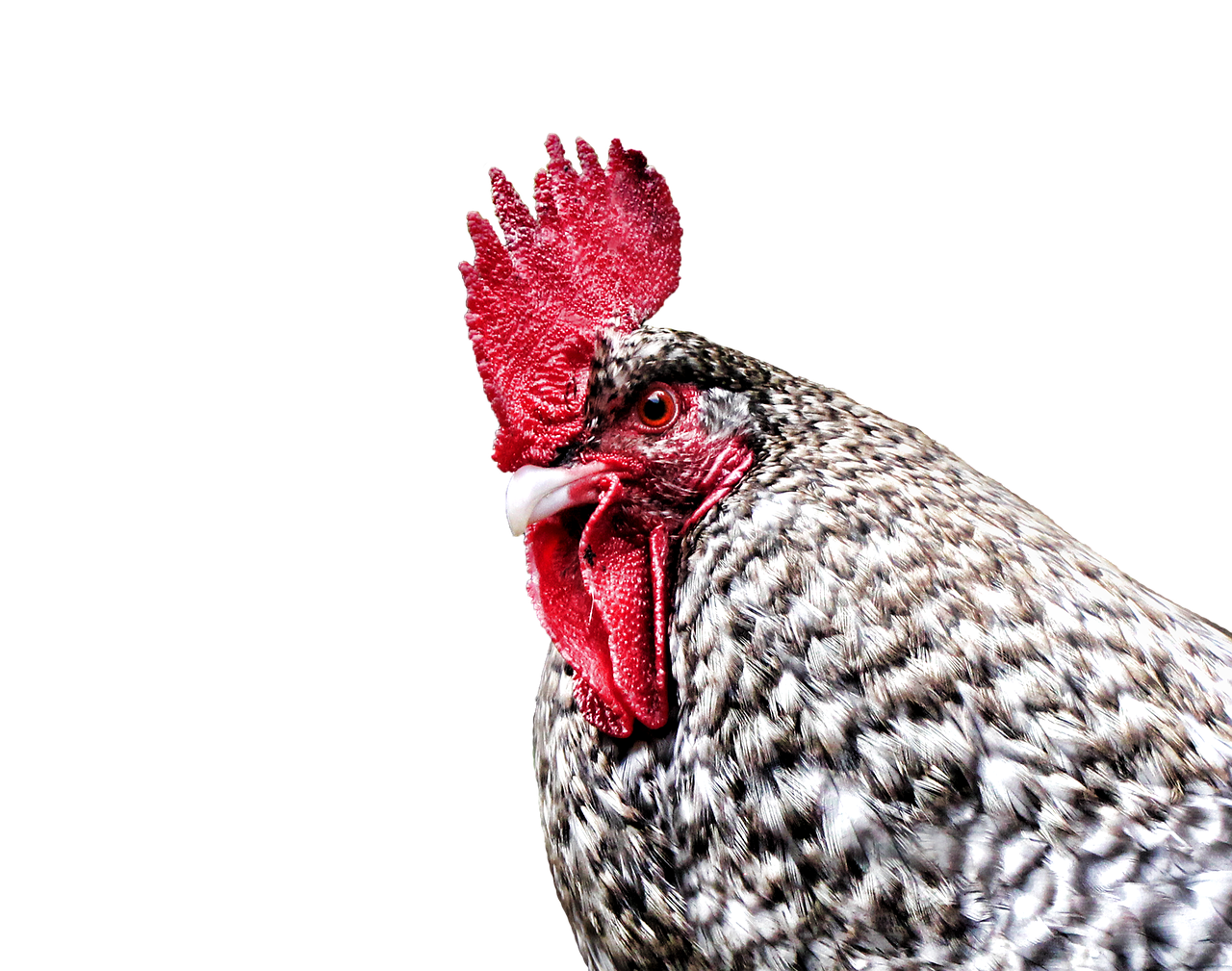 a black and white chicken with a red comb, a photo, by Jan Rustem, full head shot, with a black background, gray mottled skin, istockphoto