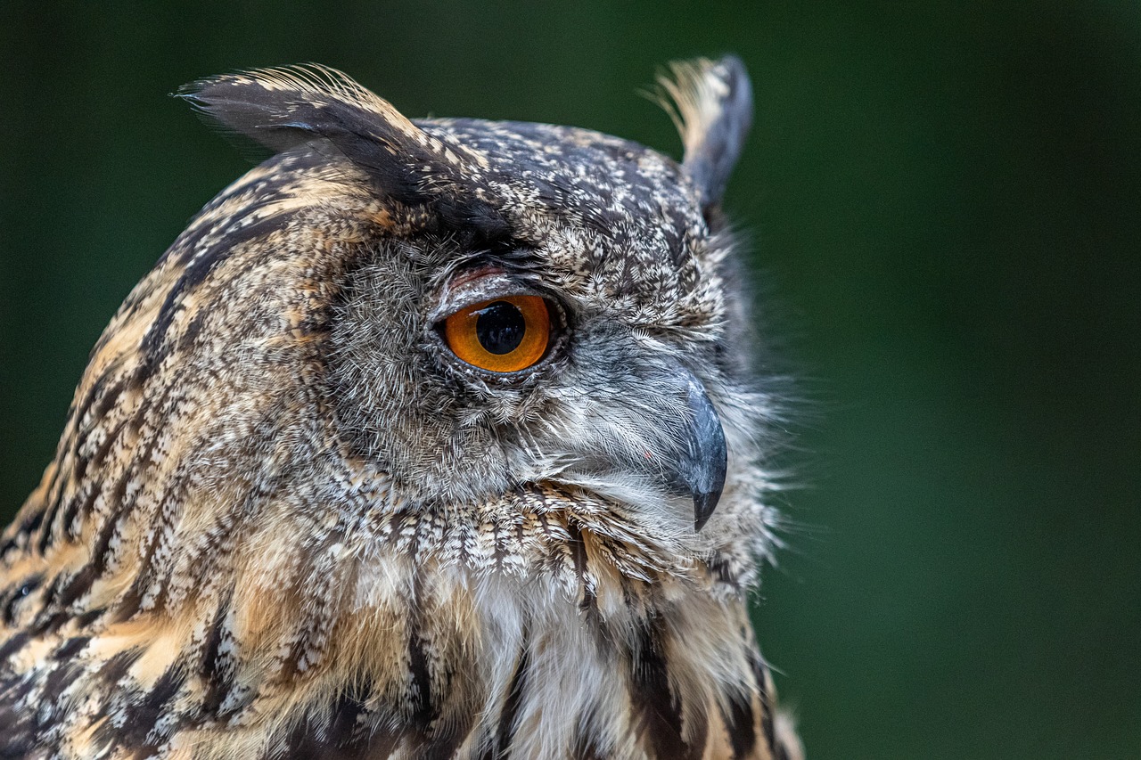 a close up of an owl with orange eyes, by Edward Corbett, hdr detail, profile portrait, moulting, tufty whiskers