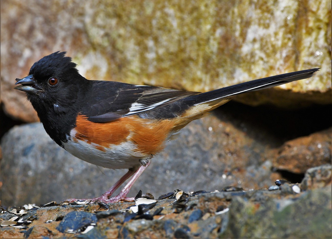 a small bird standing on top of a pile of rocks, a portrait, by Juergen von Huendeberg, flickr, orange fluffy belly, photograph credit: ap, highly realistic”, side view close up of a gaunt