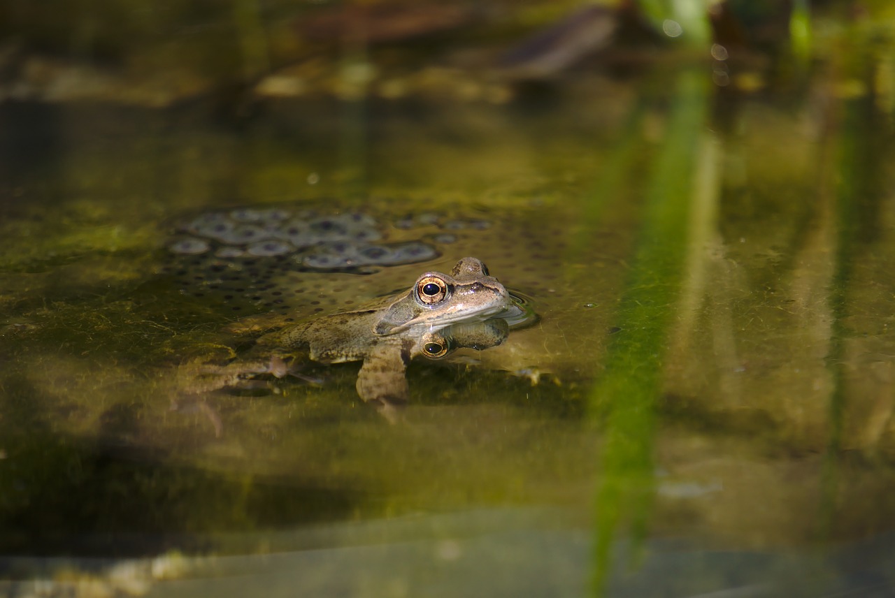 a frog that is sitting in some water, renaissance, wildlife photo