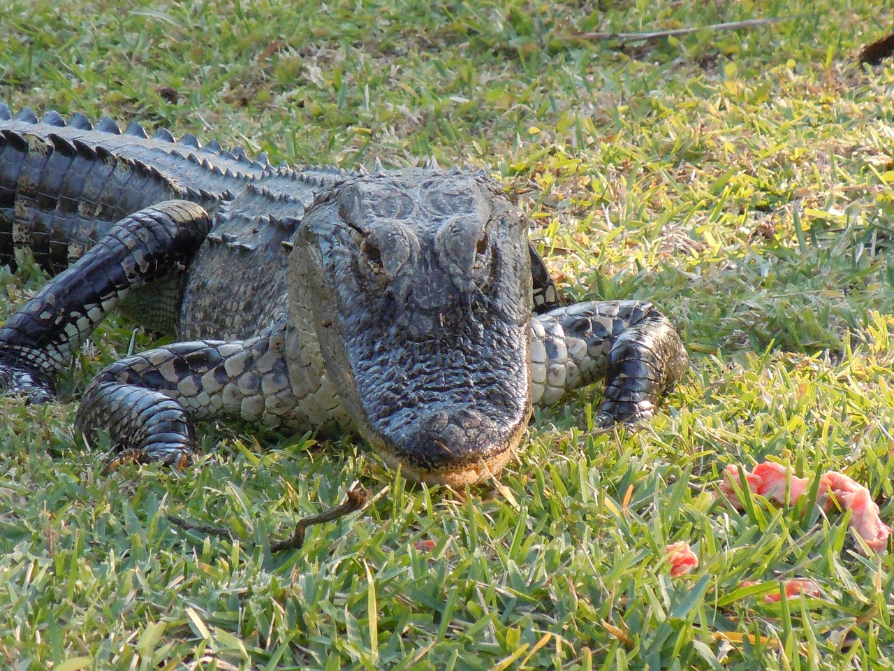 a large alligator laying on top of a lush green field, a portrait, by David Budd, hurufiyya, family photo, february), yummy, detailed zoom photo