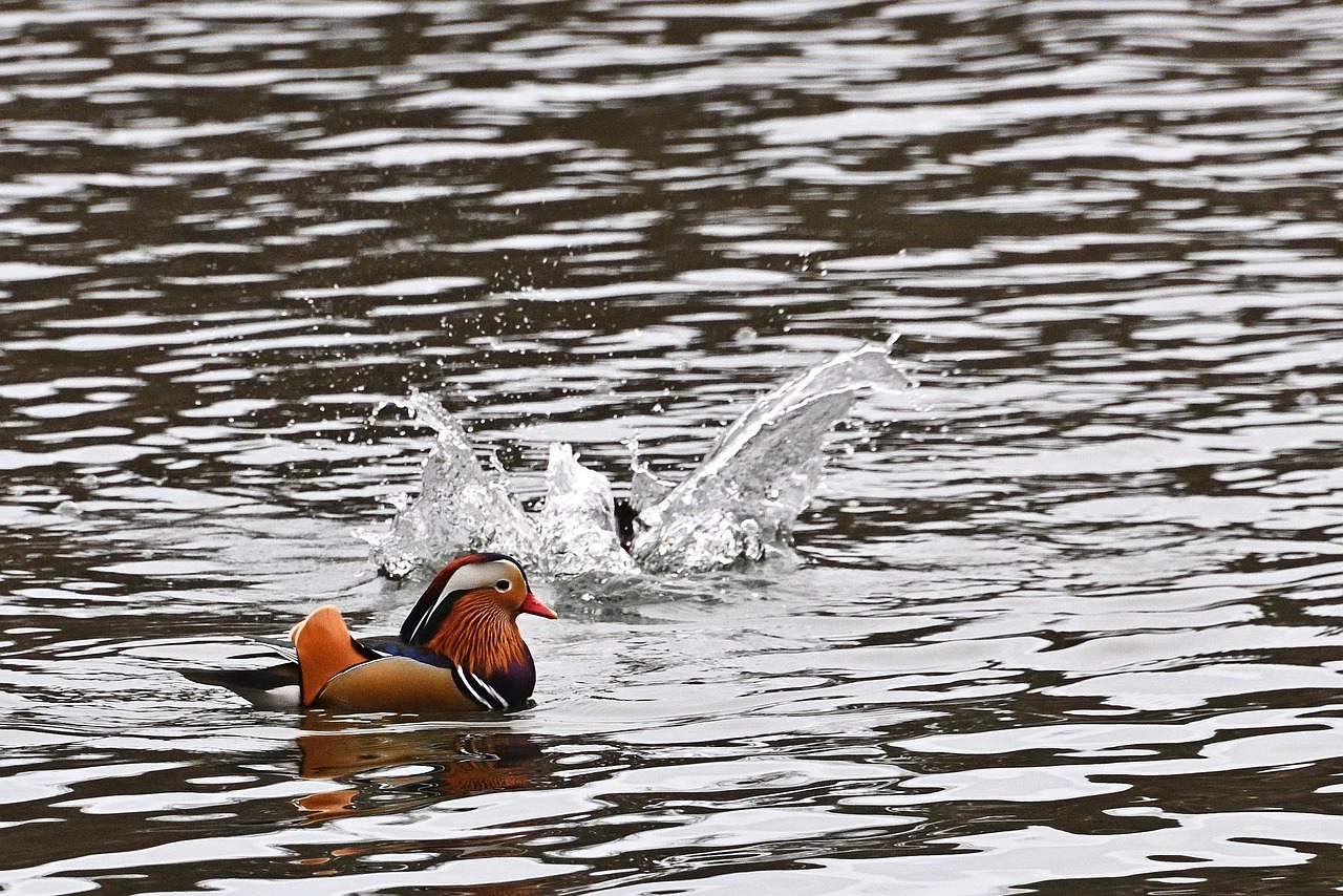 a duck splashes on a body of water, by Jan Rustem, flickr, !! low contrast!!, action shot, worlds collide, 1 male