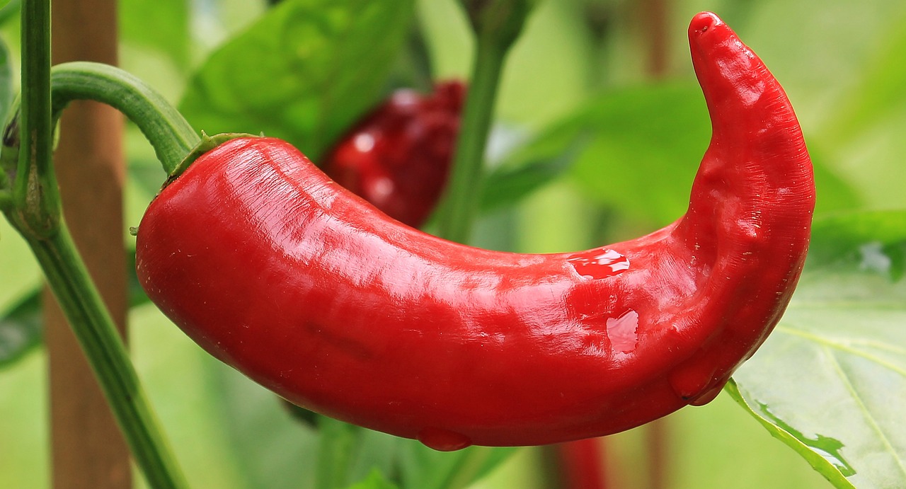 a close up of a red pepper on a plant, 🦩🪐🐞👩🏻🦳, shiny crisp finish, long nose, curved red arrow