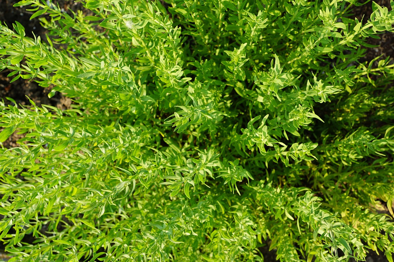 a close up of a plant with green leaves, hurufiyya, light yellow, seen from straight above, it\'s name is greeny, pyromallis