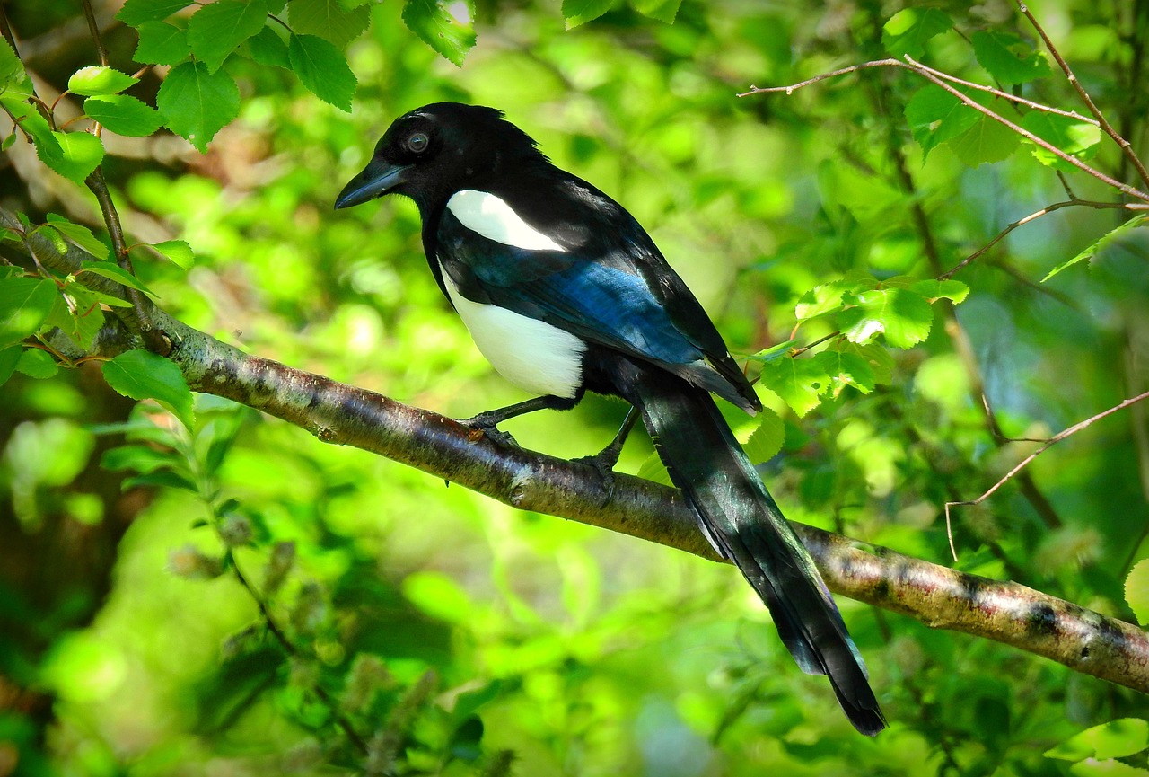 a black and white bird sitting on a tree branch, by Paul Bird, flickr, renaissance, black and blue, rare bird in the jungle, magpie, view from the side”