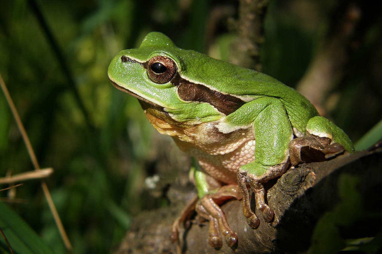 a green frog sitting on top of a tree branch, pixabay, renaissance, photorealistic - h 6 4 0, various posed, an afghan male type, taken on a field view camera