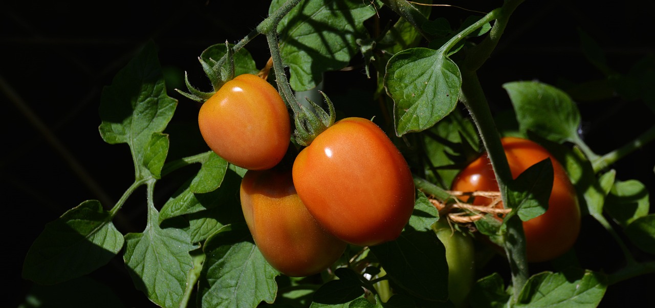 the tomatoes are ripe and ready to be picked, a pastel, by Tom Carapic, pixabay, bauhaus, reddish - brown, shaded, sfw version, bells