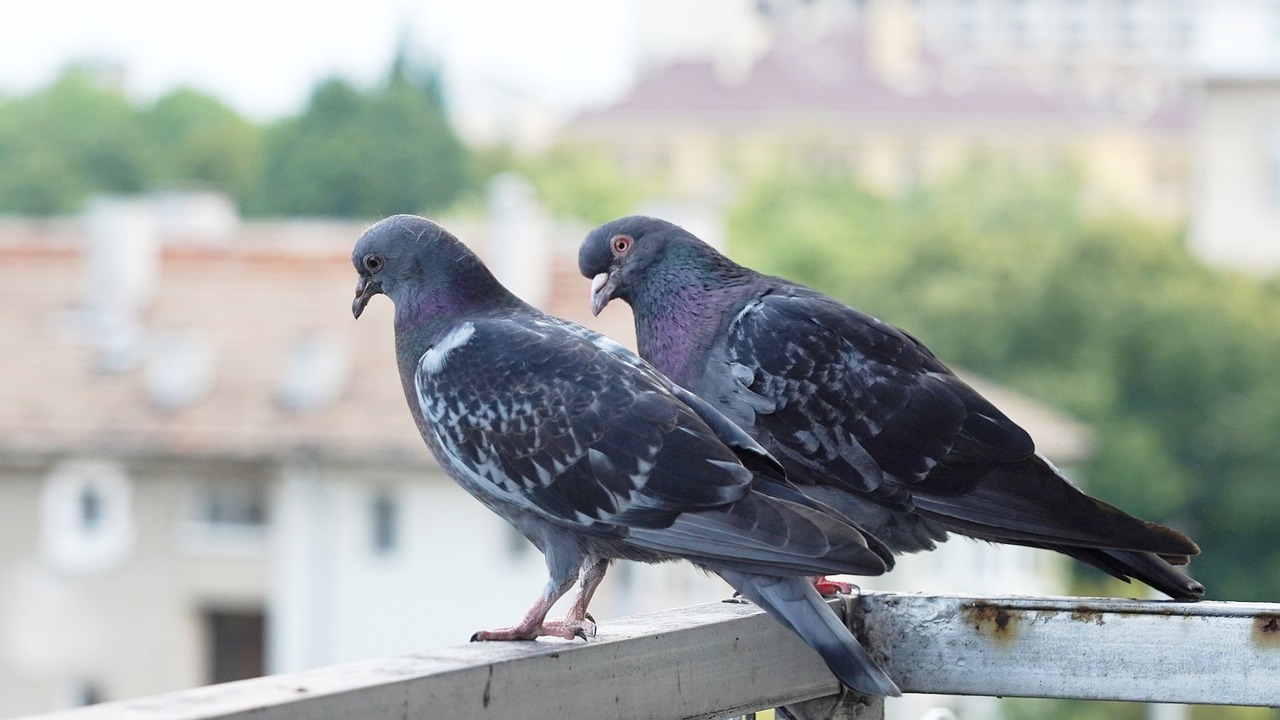 a couple of birds sitting on top of a wooden fence, a portrait, by Maksimilijan Vanka, shutterstock, realism, pigeon, on the sidewalk, discovered photo