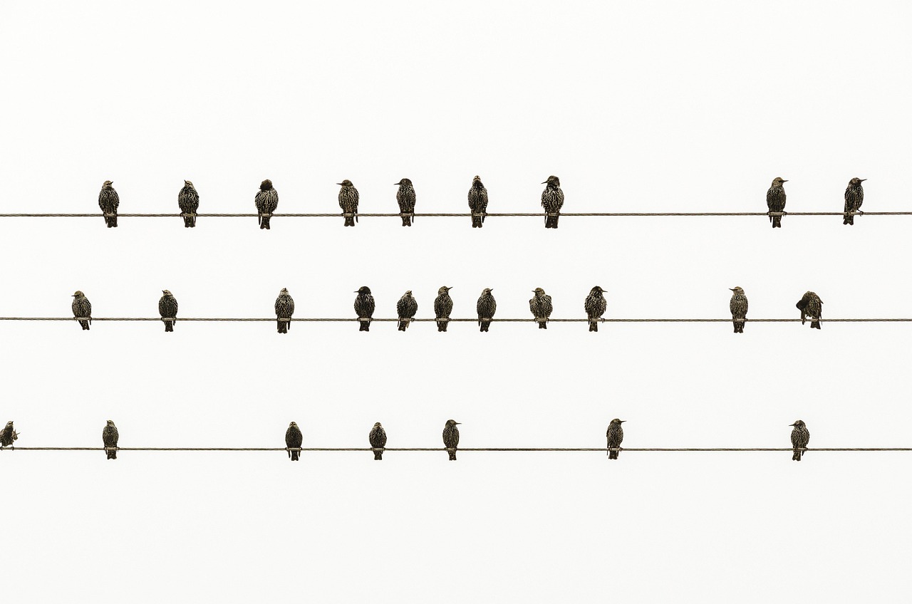 a flock of birds sitting on top of a wire, by Jan Kupecký, minimalism, lined up horizontally, music, many small details, trio