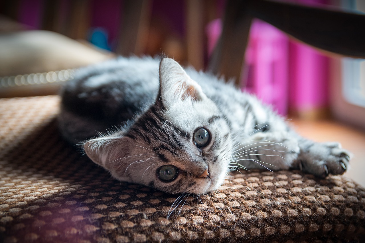 a close up of a cat laying on a chair, a picture, shutterstock, young cute face, on a checkered floor, soft lighting and focus, relaxed dwarf with white hair