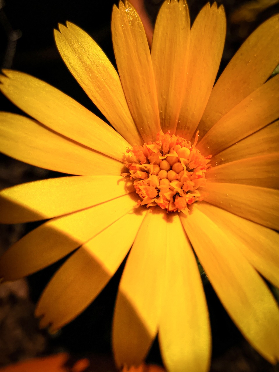a close up of a yellow flower with a black background, a macro photograph, orange ray, viewed from above, closeup photo