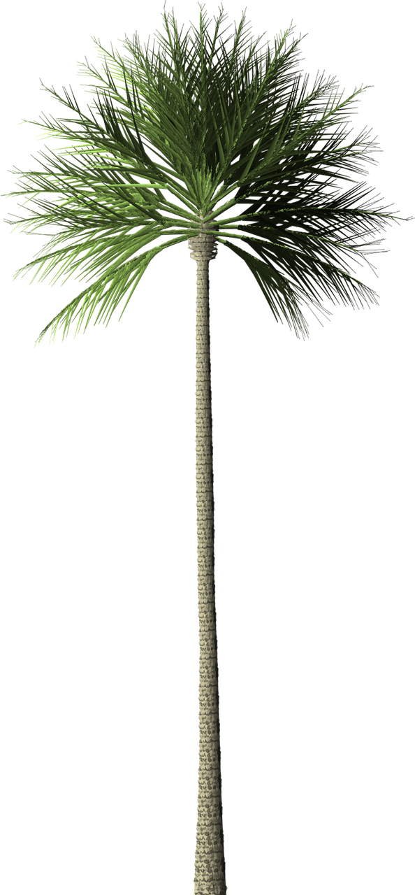 a close up of a palm tree on a black background, a raytraced image, by Maxwell Bates, full-body view, moss, a 15 foot tall, cane