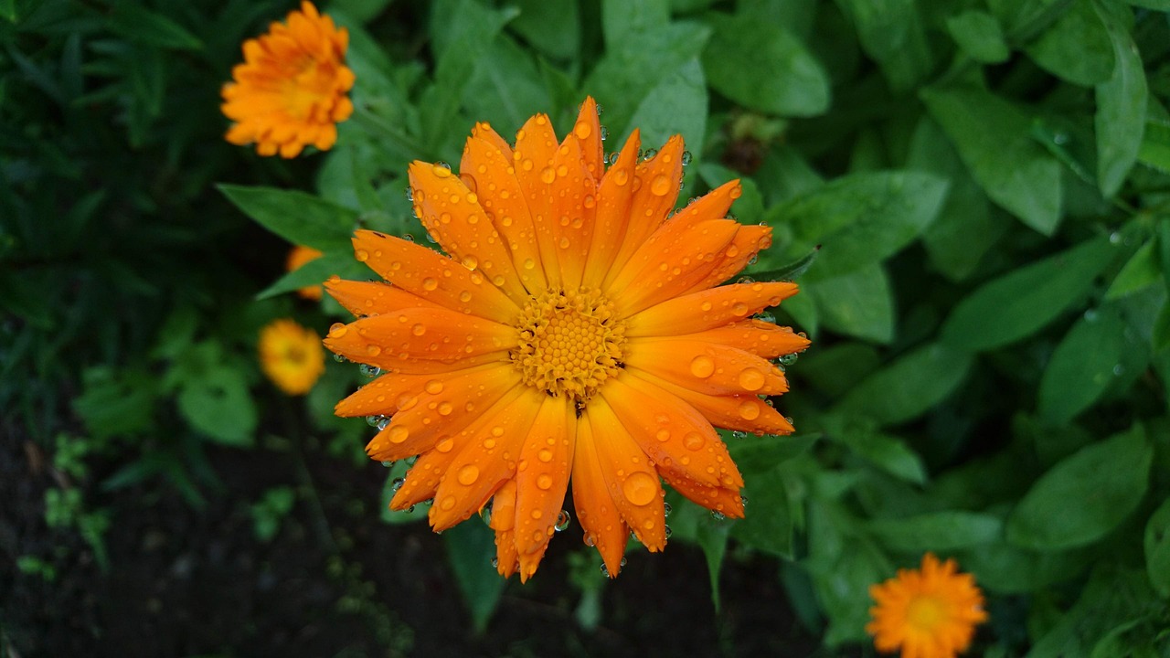 an orange flower with water droplets on it, marigold, slight overcast weather, ari aster, very very realistic
