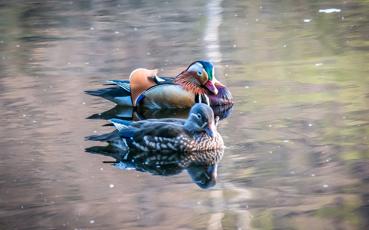 a couple of ducks floating on top of a body of water, a photo, by Jan Rustem, multicolored, hdr smooth, they are in love, winter vibrancy