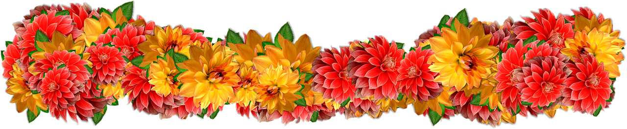 a group of red and yellow flowers against a black background, a digital rendering, giant dahlia flower crown head, banner, edited in photoshop, fall colors