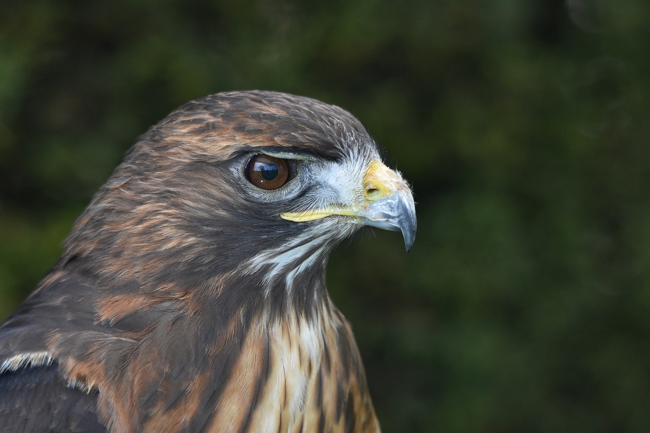 a close up of a bird of prey, a portrait, outdoor photo