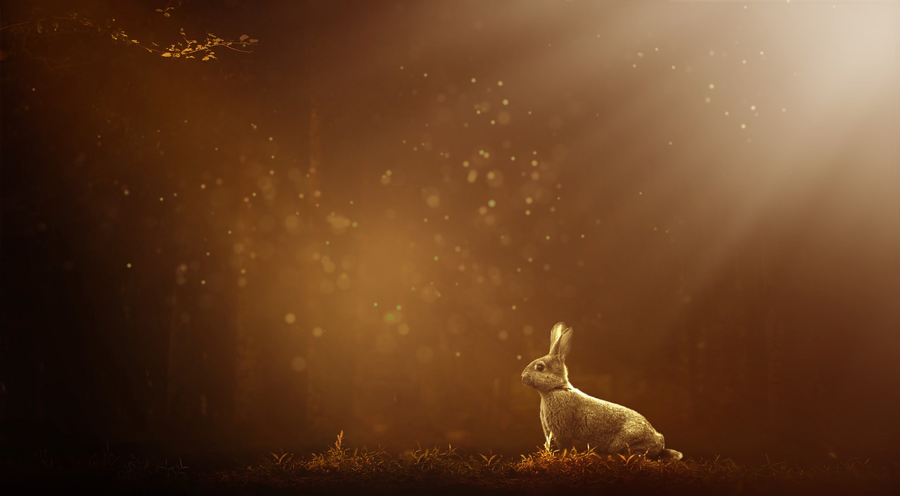a rabbit that is sitting in the grass, inspired by Gediminas Pranckevicius, shutterstock contest winner, digital art, cinematic forest lighting, golden heavenly lights, advertising photo, dusty light