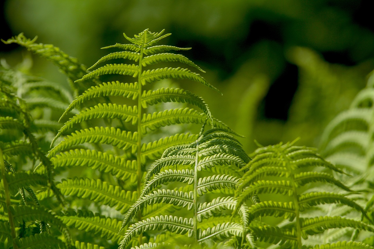 a close up of a plant with lots of green leaves, a macro photograph, by Robert Brackman, shutterstock, hurufiyya, ferns, stock photo, sunlit, nothofagus