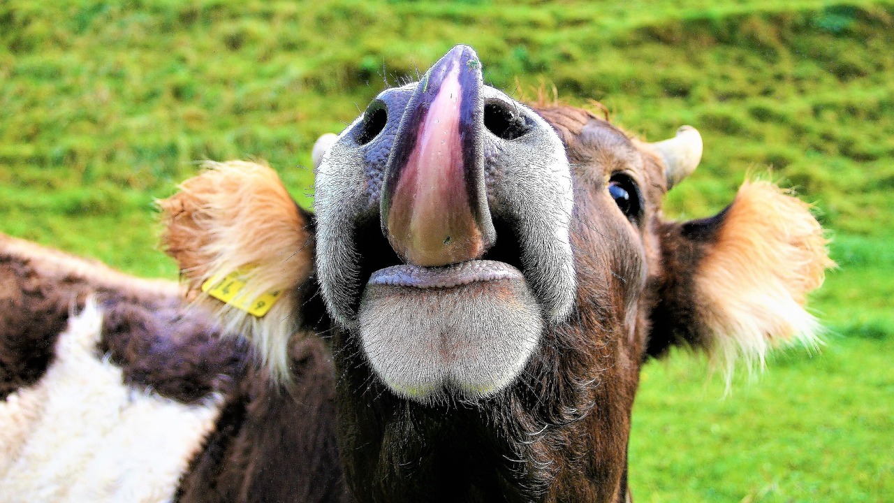 a brown and white cow sticking its tongue out, flickr, renaissance, photo-shopped, avatar image, selfie photo, laughingstock
