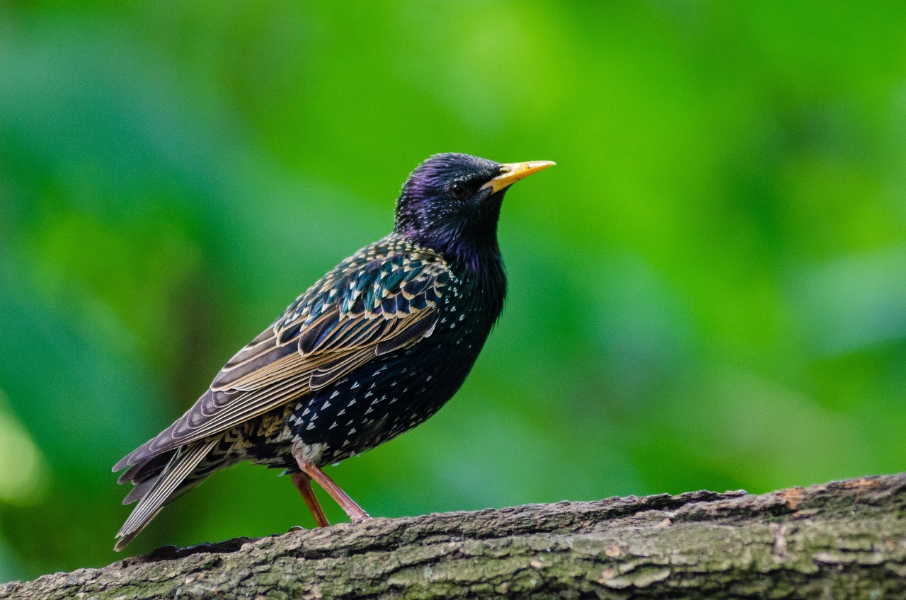 a black bird sitting on top of a tree branch, a picture, shutterstock, emerald, warts, kids, colorful bird with a long