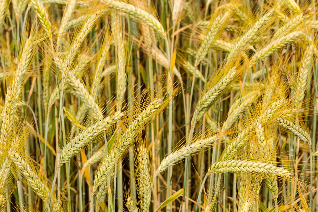 a close up of a field of wheat, a macro photograph, symbolism, nitid and detailed background, golden ratio background, 2019 trending photo, best on adobe stock
