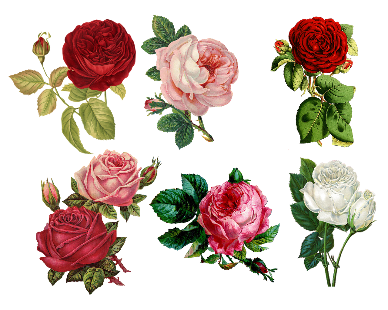 a bunch of different colored roses on a black background, a digital rendering, by Annie Rose Laing, romanticism, graphic 4 5, nineteenth century, red and white flowers, variations