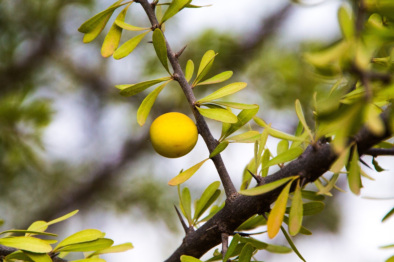 a close up of a fruit on a tree branch, arabesque, samburu, glossy yellow, pochi iida, scholar