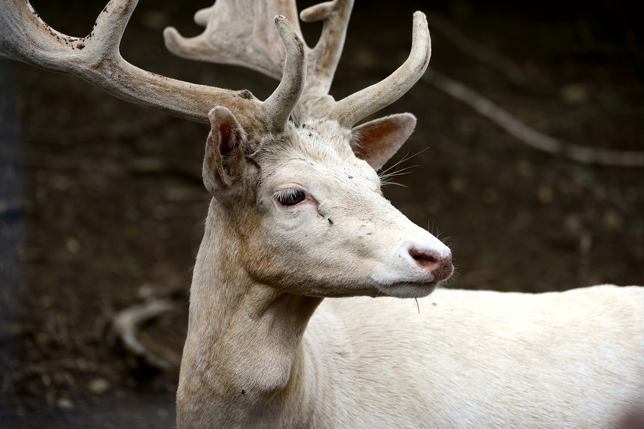 a close up of a deer with antlers on it's head, a portrait, by Robert Brackman, pixabay, renaissance, albino white pale skin, young handsome pale roma, half - length photo, with a long white