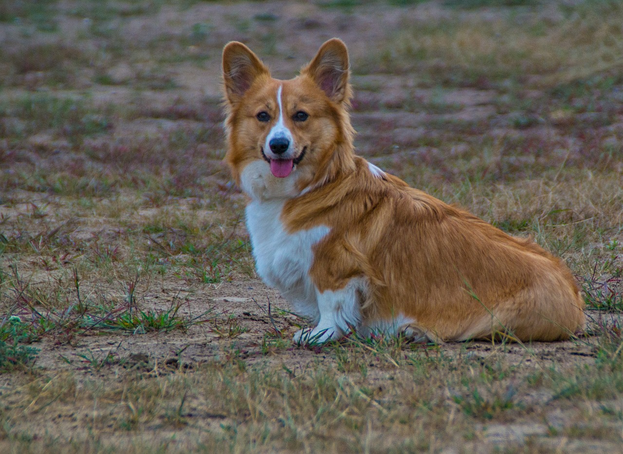 a brown and white dog sitting in a field, a portrait, baroque, corgi, hdr smooth, on the sand, while smiling for a photograph