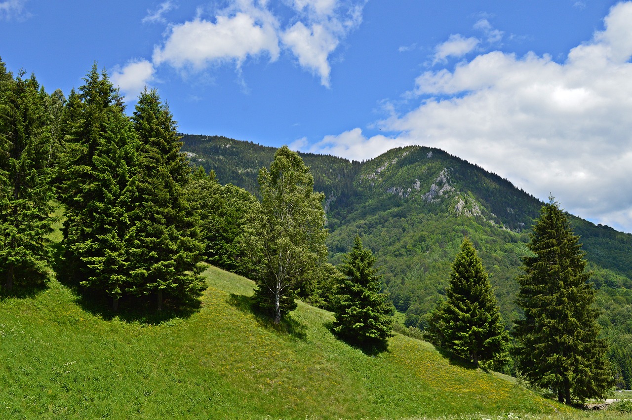 a herd of cattle grazing on a lush green hillside, a picture, by Cedric Peyravernay, pixabay, les nabis, fir trees, summer landscape with mountain, wide angle shot 4 k hdr, blue and green