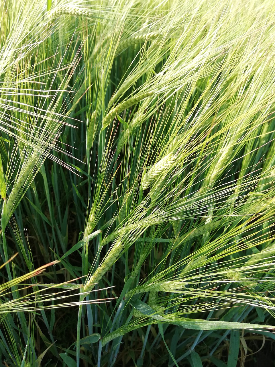 a close up of a field of green grass, a picture, pexels, hurufiyya, malt, photo of head, ears, few farm green highlights