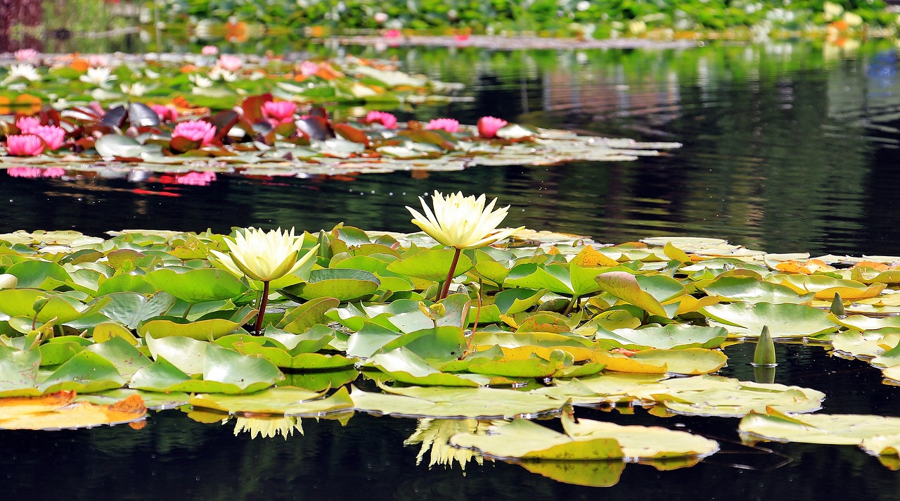 a pond filled with lots of water lilies, by Jim Nelson, color and contrast corrected, depth of field”, “ golden chalice, travel