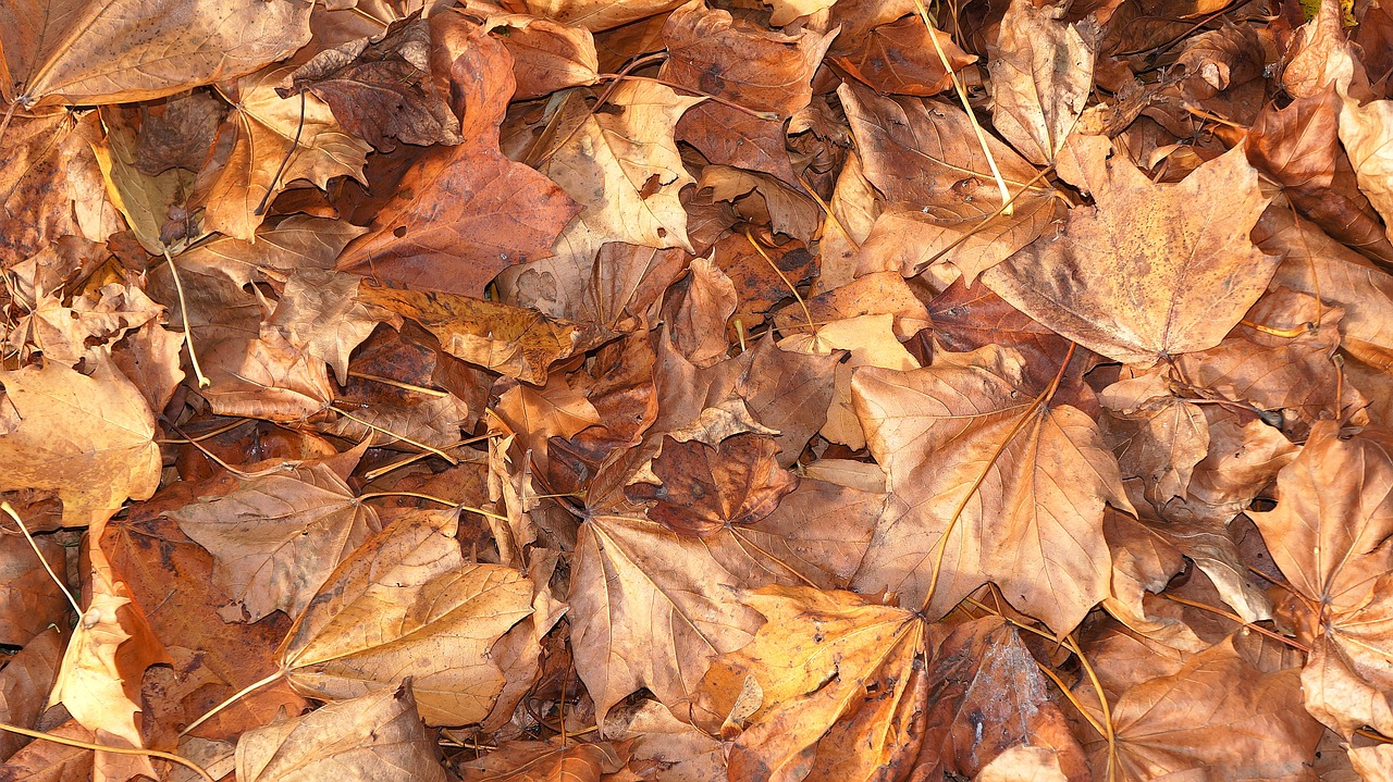 a bunch of leaves laying on the ground, inspired by Andy Goldsworthy, photorealism, hdr detail, scene!!, caramel, winter sun