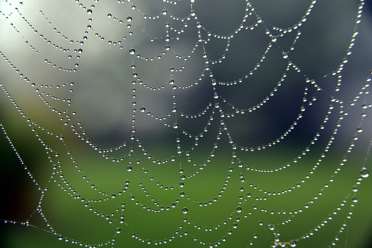 a spider web with water droplets on it, by Slava Raškaj, strings of pearls, subtle pattern, closeup photo