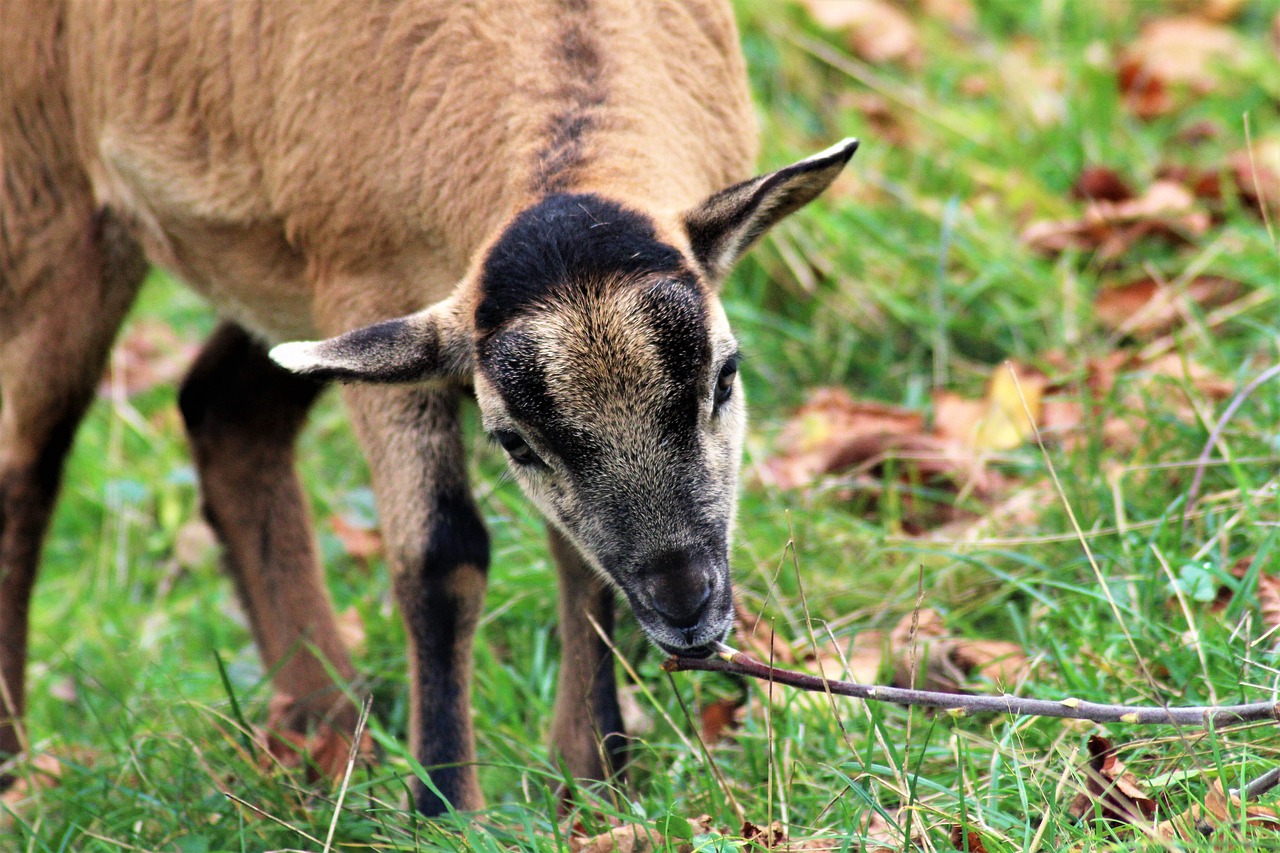 a goat eating grass with a stick in it's mouth, by Anna Haifisch, flickr, closeup 4k, october, shepherd's crook, immature