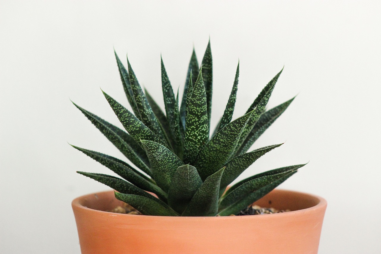 a close up of a potted plant on a table, hurufiyya, spiky skin, high detail product photo