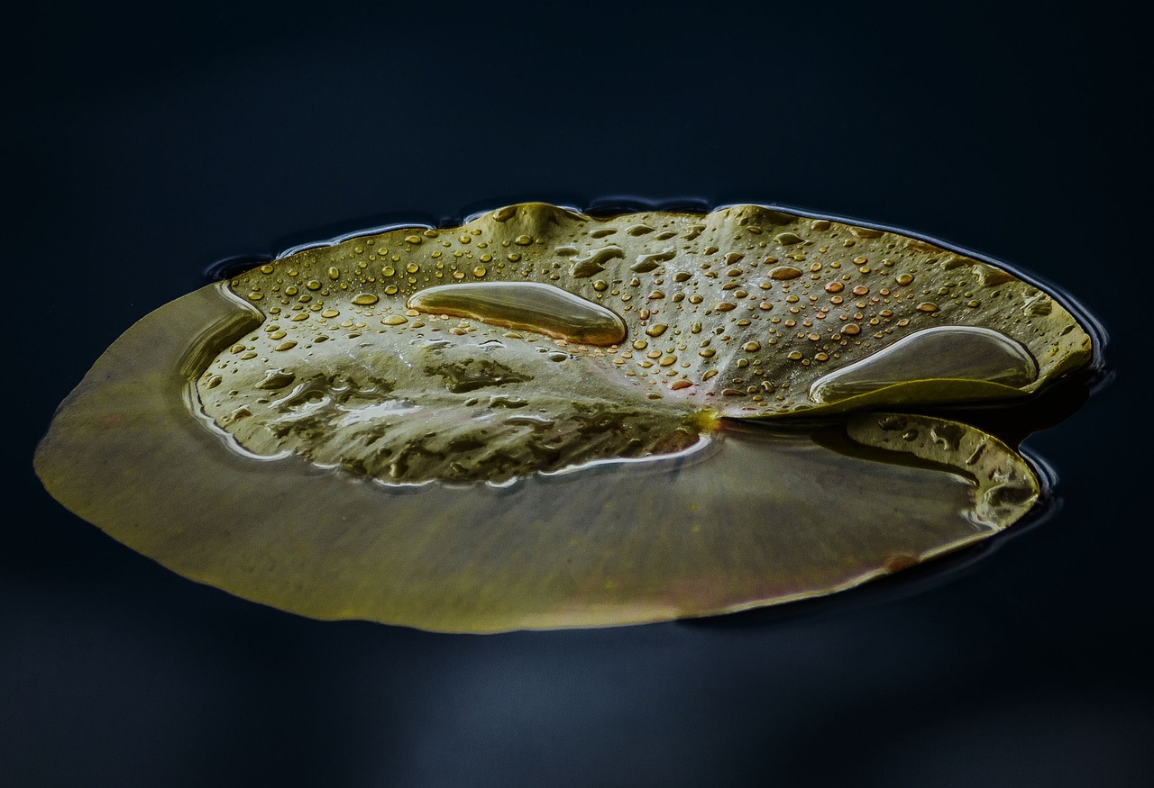 a leaf floating on top of a body of water, a macro photograph, art photography, highly detailed 4 k painting, lily pad, beauty dish, microscopic photo