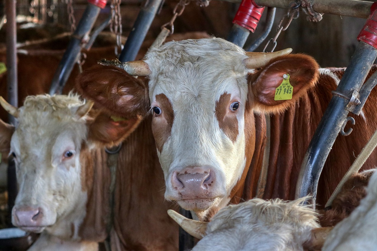 a group of cows standing next to each other, a portrait, by Jan Tengnagel, pexels, renaissance, dormant in chains, closeup at the face, avatar image, hanging