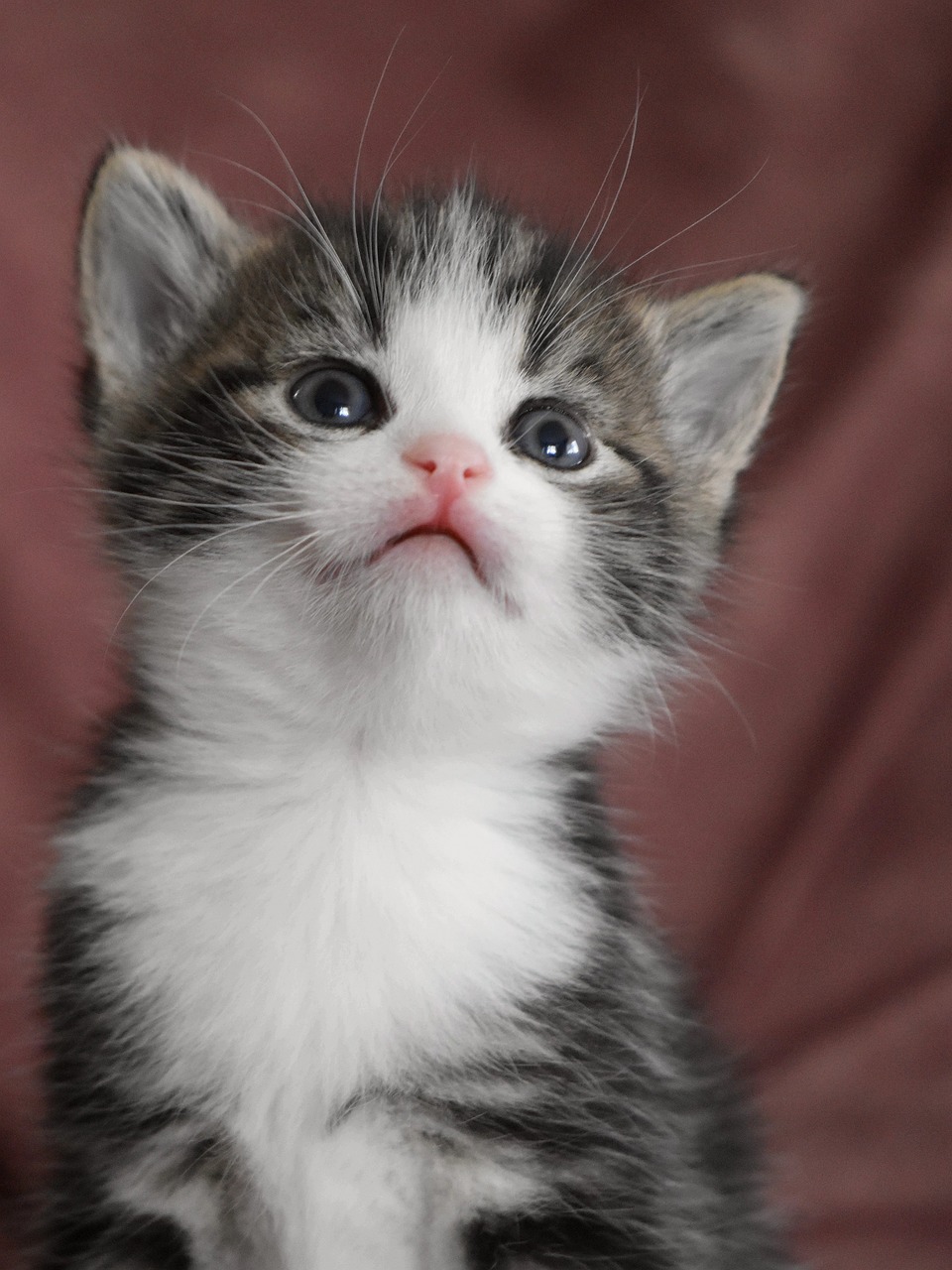 a gray and white kitten sitting on top of a bed, by Dan Luvisi, flickr, closeup. mouth open, no words 4 k, looking up, 1 male